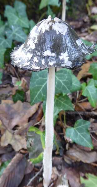 P1150101