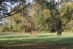 24_20IMG_0043-001 24_20IMG_0043-001