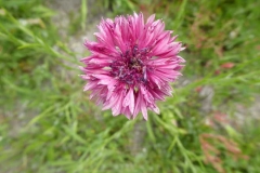 P1240667