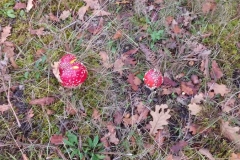 20181101_143957